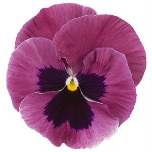 Bild von Viola P9 Grootbloemig Pink shades